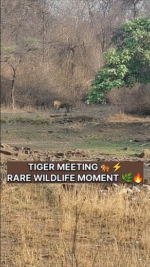 🐅 Rare Tiger Encounter in the Wild | Intense Jungle Moment 🌿🔥 #pannatigerreserve