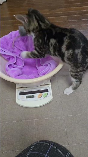 Kibi today. Weight: 913g #cat #kitten #kittenweight #ibukikohaku #healing #kitten #November 27, 2...