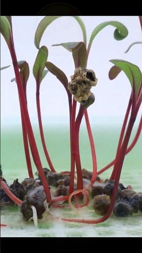 Sprouting Red Beets - Soilless 21 Days in 17s #microgreenssalads