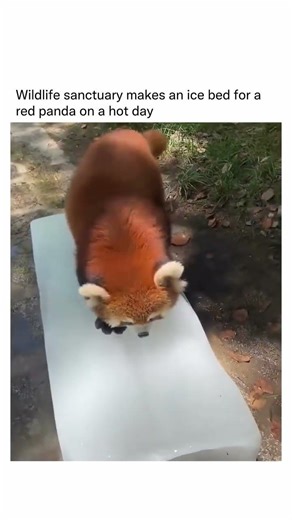 sanctuary makes ice bed for a red panda on a hot day 🥺❤️‍🩹 #redpanda #chill