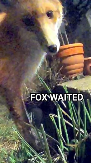 Red Fox Waits for the Cat to Come Back Out