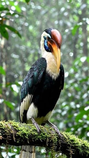 beautiful rare bird species #photography #nature #bird scene inside deep forest