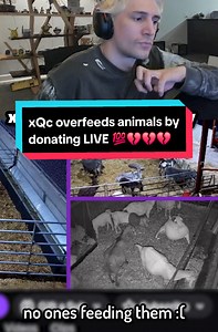 xQc feeds animals LIVE 💯💯💯💯💯🔥🔥🔥🔥🔥🔥🫶🫶🫶🫶🫶🫶 #xqc #fyp #animals #feed #viral