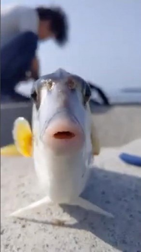 Meet the Tripod Fish: The Fish That Walks on the Ocean Floor! #TripodFish #animalfacts