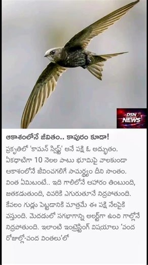 Common Swift Bird Amazing Facts | Sleeps, Eats & Lives in Air for 10 Months!
