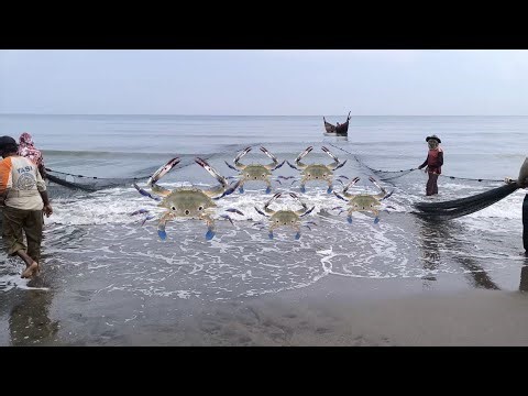 Massive Fish Catch with Beach Seine Net | Traditional Fishermen Incredible Haul