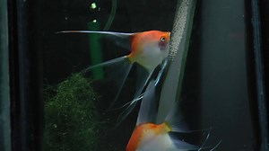 1.8K views · 172 reactions | Available through link below: . https://www.angelsplus.com/pairs2258.htm . | Angels Plus | Facebook