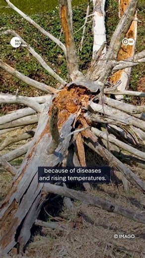 Can Dandelions Replace Rubber Trees? || DW's Time For Earth