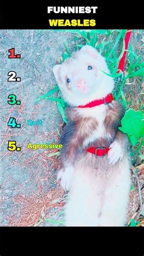 FUNNIEST WEASELS