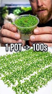 Divide One Pot Get Hundreds of Plants #aquarium #propagation #plantgrowth