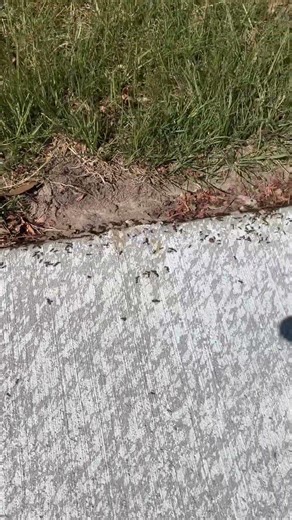 Ant col