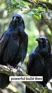 Crow vs Raven — What’s the Difference? 😳🖤#Crow #Raven #Wildlife #BirdFacts