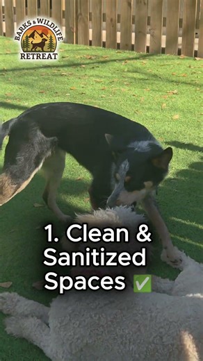 Dog Boarding Safety Tips You Can’t Ignore 🐶✅