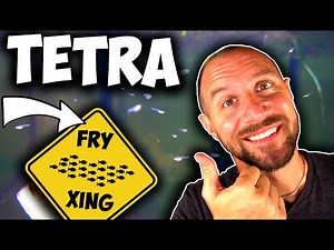 EASY Tetra Breeding Tank Setup - Moving HUNDREDS of Fish Fry!