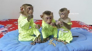 818K views · 10K reactions | Mom So Poor Today, Has Only Less Pumpkin Seed For Three Little After Wake Up | Monkey Dodo | Facebook