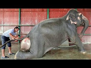 जानवर बच्चो को जन्म कैसे देते है|हैरान कर देगा|This Is How These 5 Animals Look Like at Giving Birth