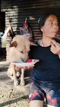 animals acting like a humans 🐕 🐈 lion 🦁 monkey warthog