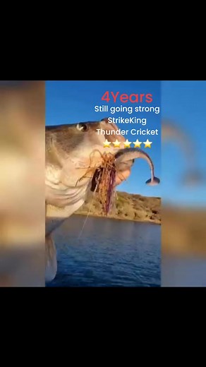 Johnny Fish on Reels