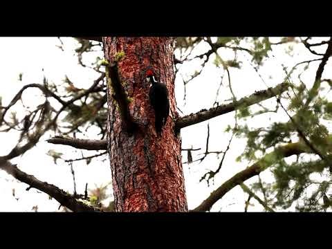 The Pileated Woodpecker