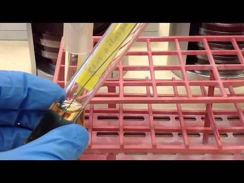 Microbiology - Bile Esculin & 6.5% NaCl