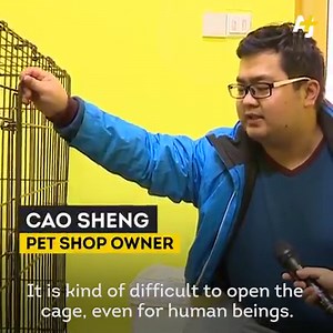 2.7M views · 15K shares | This husky figured out how to open its cage … then wanted to free the other dogs at a pet store. | AJ+ | Facebook