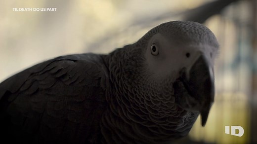 33K views · 569 reactions | Could Bud the parrot be a key witness in his owner's murder? ️‍♀️列 Watch S1E1 of “Til Death Do Us Part” now on discovery+ | Investigation Discovery | Facebook