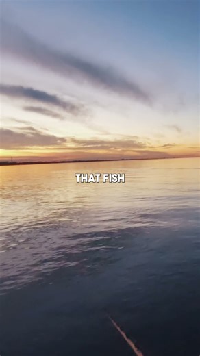 I Watched This Fish Decide to Bite