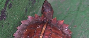 Spiny Hill Turtle