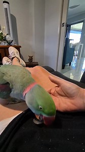 I just posted this one but I'm reposting without music audio so you guys can hear what's going on (which isn't very much) sometimes birds work much better throughout a training session with no direction or vocal cues. Especially when we are working on these problem solving tasks where ultimately it's up to the bird to navigate his way through the challanges of his own volition using his own ideas. My job is so move my hand in exactly the right moments giving him the ability to succeed through th