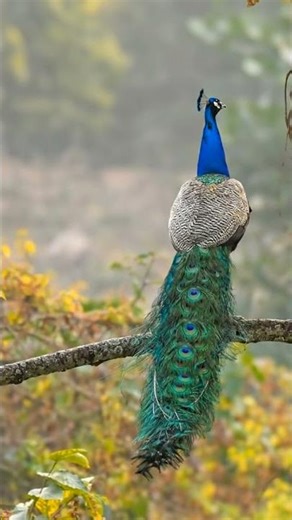 Beautiful Peacock Dancing in the Rain | Nature’s Magic 🦚🌧️