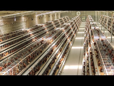 Layer Chicken Cage Design and Modern Layer Breeding Technology - Layer Farming in China