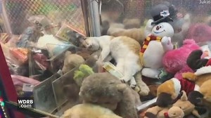 18K views · 129 reactions | A gamer in Dubai was surprised to find a cat sleeping among stuffed animals inside an arcade game. | WDRB News | Facebook