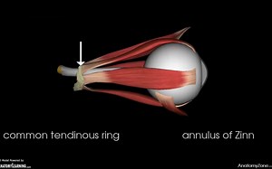 Extraocular Muscles _ Eye Anatomy