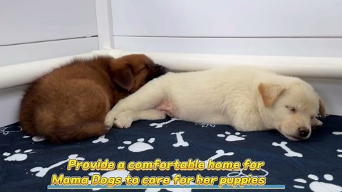 Large 2 Room Whelping Box for Dogs and Puppies, PVC Dog Pen, Dog Playpen, 93.4''x48.4''x18.1'' Dog Whelping Box with Washable Pee Pad Puppy Whelping Supplies for Large Breed Dogs