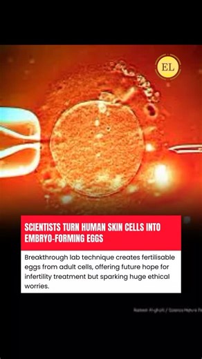 Facts Explained on Instagram: "In a world-first experiment, researchers in the US have reprogrammed ordinary human skin cells into egg cells that can be fertilised and form early embryos, demonstrating a radical new route to creating human gametes in the lab. The team removed the nucleus from donated human eggs and replaced it with DNA from skin cells, then used a process they call “mitomeiosis” to strip away extra chromosomes so the re-engineered eggs carried the normal 23-chromosome set found 