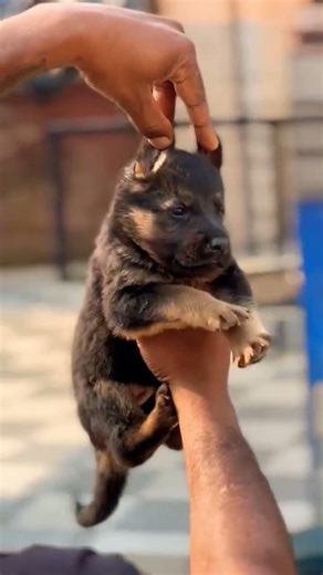8810623046 German Shepherd show line heavy bone puppy active trained vaccinated smart guard dog