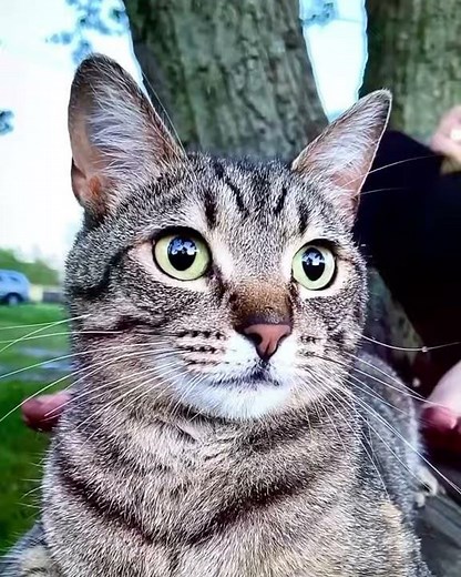 This embroidery took 50+ hours to complete! TABBY CAT thread painting portrait