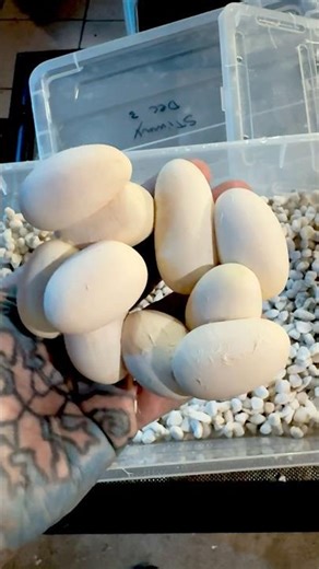 ANOTHER LOT! 🍳 #paulstingray #reptileroom