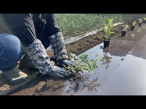 スイカが丈夫に育つ苗の植え方・簡単に出来るスイカの育て方　22/5/5