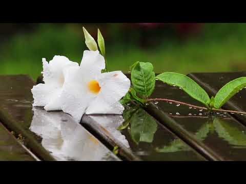 Relaxing Guzheng Music with Rain | White Mandevilla Flowers