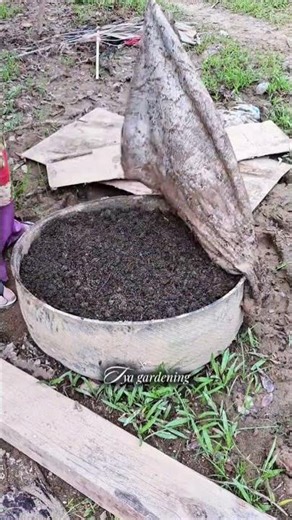 fermented soil can be used for all types of plants #gardening #homegarden #plants #pottingplants