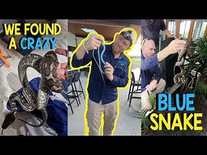 WE FOUND A BLUE SNAKE!!
