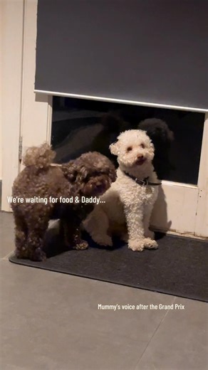babiessss 🤎🐶🤍 #lifeinaustralia #fyp #toypoodles #toypoodlesoftiktok #dogsofttiktok