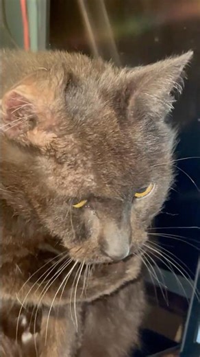 Poopsies Bathing Herself #cuteanimal #adoptstrays #cat #cutecat