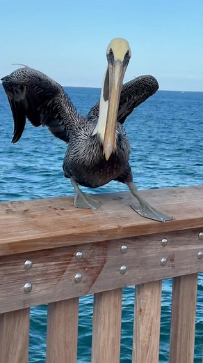 17 reactions | Finding Nemo??? | Fred Moussally | Facebook