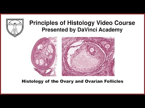 Histology of the Ovary and Ovarian Follicles [Female Reproductive Histology Part 1 of 2]