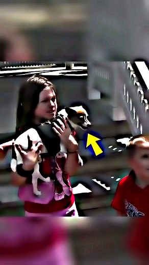 100K views · 4.4K reactions | A loyalty you can’t train—this dog’s heart chose him 梁❤️ . . . . . #funny #studio #fandub #film #producer #audio #madlipz #voiceactors #n #tv #narrator #locucion #voices #anime #voiceoverwork #actress #memes #video #elearning #locutora #tiktok #doblaje #instagram #o #instagood #commercial #model #viral #singersongwriter | Dream World | Facebook