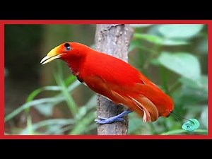 Beautiful Exotic Birds with Relaxing Music and Bird Sounds #relax #music #cananda