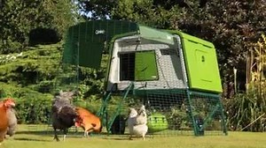 13K views · 127 reactions | The most advanced chicken coop. Available...