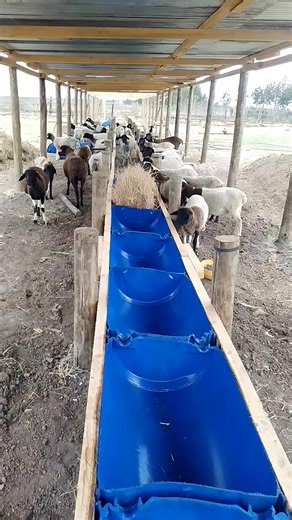 Cheap and stylish sheep feeding troughs. It is easy and cheap to construct feeding troughs in a sheep feedlotting system using plastic drums. All you need is the drums, timber, posts and nails ================== | African Farm Resource Centre